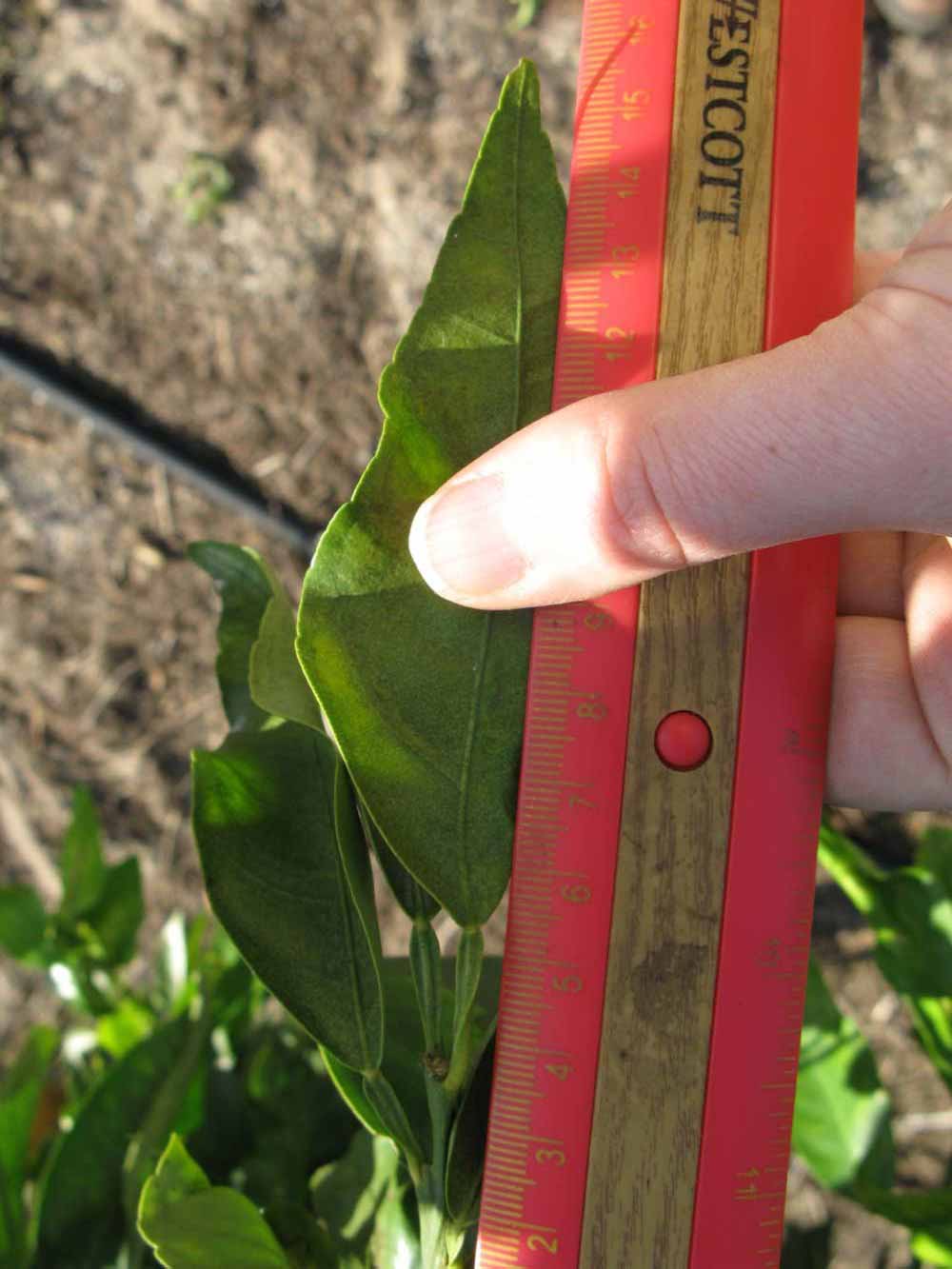              Unifoliolate leaf (Winter Haven, FL)       